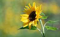 Sunflower (Helianthus annuus)
